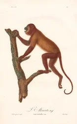 Roter Brüllaffe (Simia seniculus)