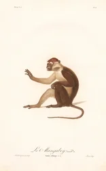 Variante des Grüne Meerkatze (Simia aethiops v.a.)