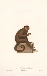 Variante des Gehaubten Kapuziners (Simia apella v.n.)