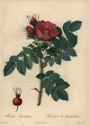 Purpurrote Japanische Rose; Rosa rugosa