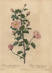 Rosa Pimpinellifolia