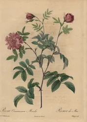 Rosa Zimt-Rose, Rosa majalis