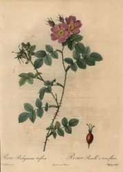 Rosa Hundsrose, Rosa rubiginosa