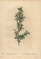 Weiße Burnet-Rose, Rosa pimpinellifolia Pumila