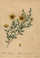 Gelbe Rose, Rosa berberifolia.