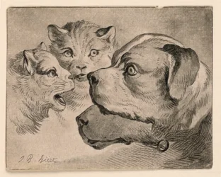 Köpfe von Katzen und Hunden