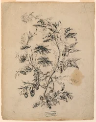 Zeichnung, Ast eines fantastischen Baumes, 1775–1800