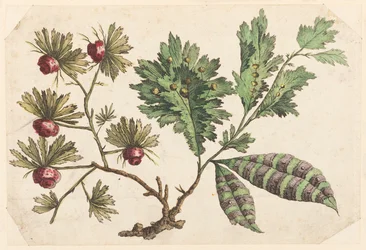 Blumenzweig, aus "Recueil de Fleurs Chinois"
