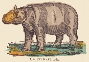 Das Nilpferd