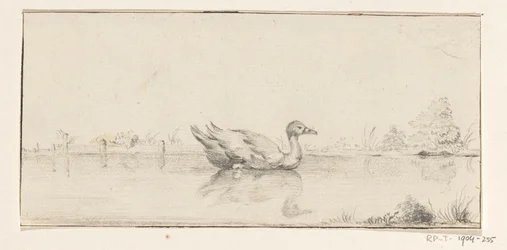 Ente im Wasser