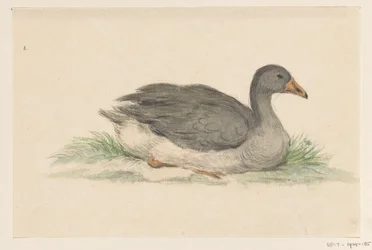 Ente, nach rechts