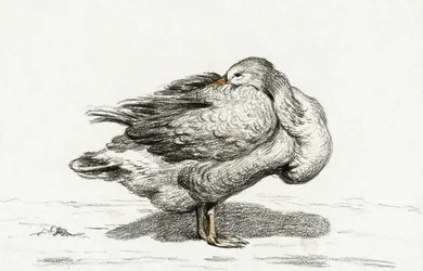 Gans