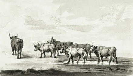 Gruppe von sechs Bullen