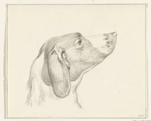 Kopf eines Hundes, nach rechts
