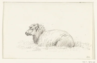 Liegendes Schaf, nach links