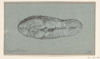 Stück gekochter Lachs