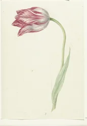 Rosa Tulpe