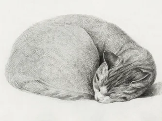 Zusammengerollte schlafende Katze