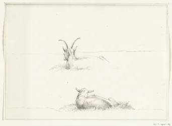 Skizzen von einer liegenden Ziege und einem Schaf, von hinten