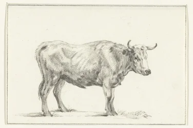Stehender Stier, nach rechts