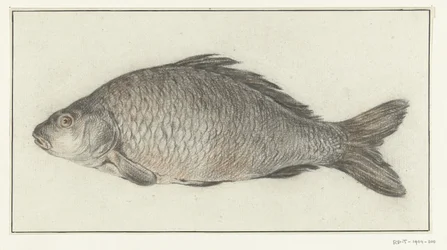 Fisch