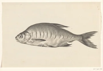 Fisch, nach links liegend, mit Einschnitten