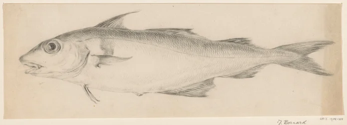Fisch, nach links