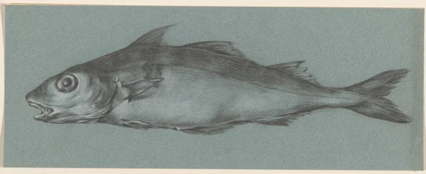 Fisch, nach links