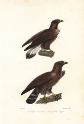 Steinadler, Aquila chrysaetos