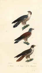 Westlicher Pflanzenschlucker, Sakerfalke und Wanderfalke