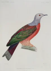 Die blutende Herztaube, Illustration aus 