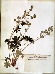 Alchemilla, aus einem Herbarium (gepresste Blumen)