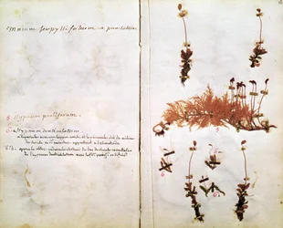 Seite 15 aus einem Herbarium