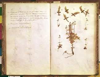 Seite 24 aus einem Herbarium