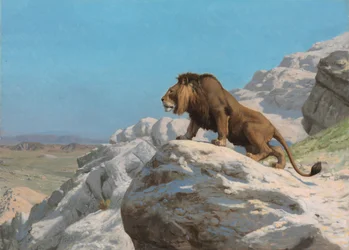 Löwe auf der Lauer