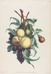 Sammlung von Blumen und Früchten: Zweige von Rousselet, Pfirsich, Pflaume und Traube