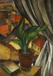 Die Aspidistra, ca. 1912