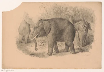 Indische Elefanten
