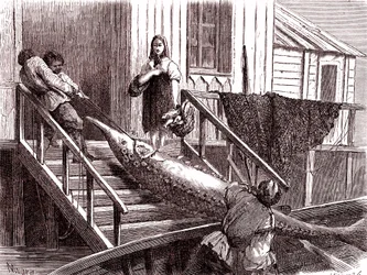 Störfischen am Fluss Wolga, Russland. 1867 (Gravur)