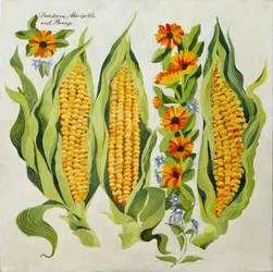 Mais und Markblumen, 2014