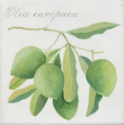Grüne Oliven