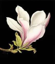 Magnolie