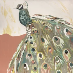 Lachsfarbener Pfau
