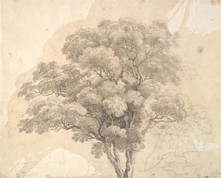 Studie einer Baumkrone