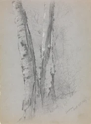 Studie von Birkenstämmen, Scribners