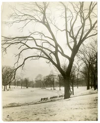 Boston Common & Froschteich, bei Baum, Boston, USA, um 1902-10