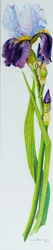 Iris mit drei Knospen