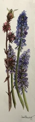 Muscari und Viburnum bodnantense