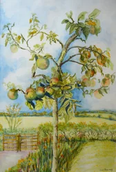 Der Apfelbaum