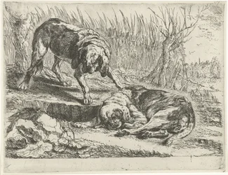 Zwei Hunde